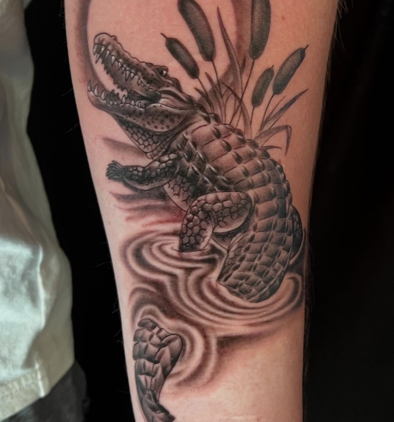 Black-and-grey alligator surfacing through rippling water with cattails behind it, soft realistic shading, forearm